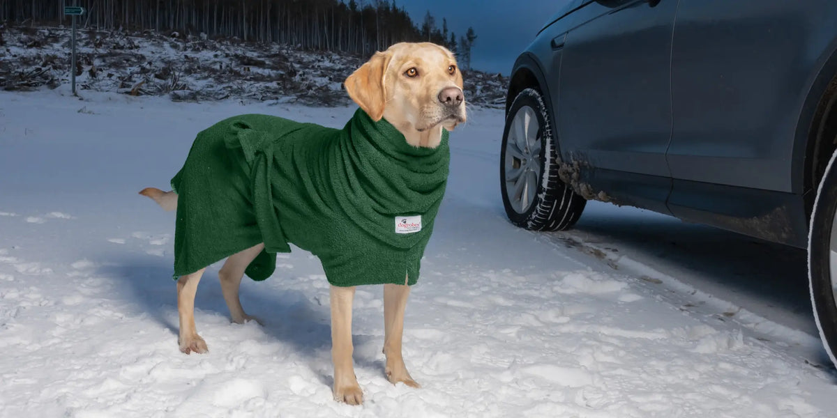 Labrador wearing a green dog drying robe Dogrobe with Harness Access Opening beside a car in winter