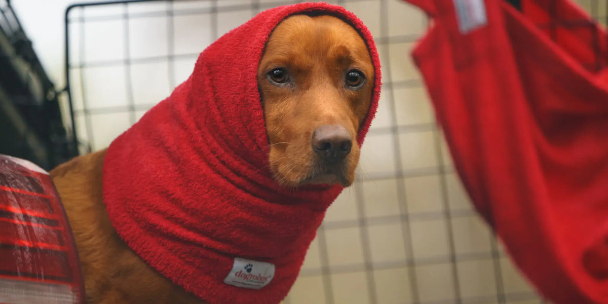 Fox red Labrador wearing a red dog Snood from Dogrobes after a wet walk