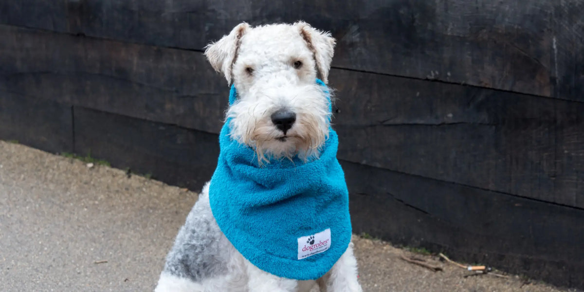 Lakeland Terrier wearing a teal dog Snood from Dogrobes like a buff, around the neck