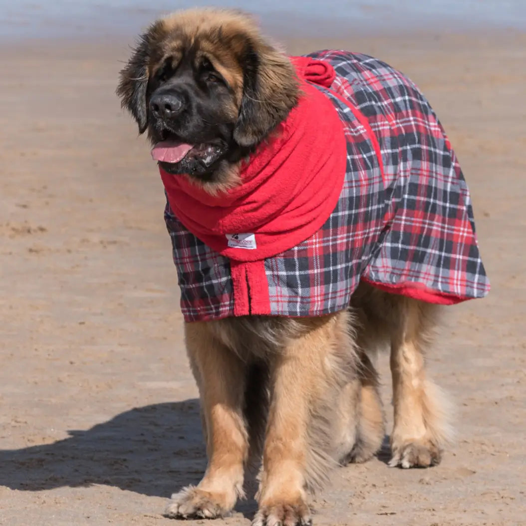 Leonberger wearing a tartan dog drying robe and red Snood showing the fit on a giant breed
