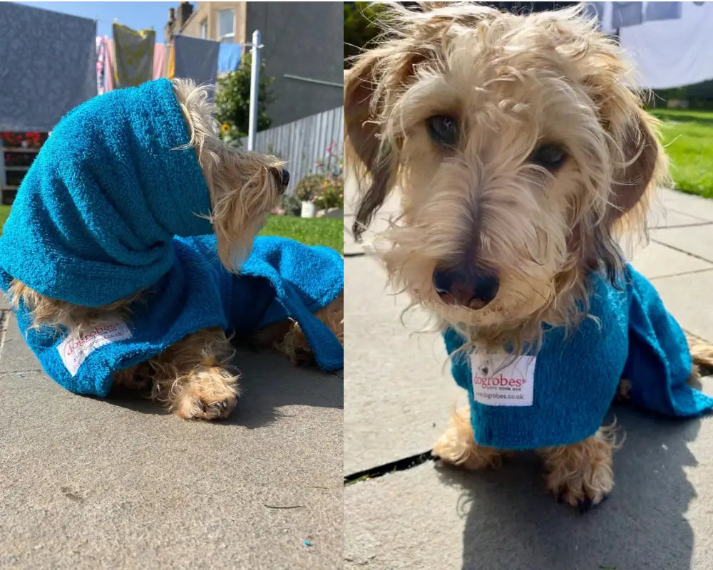 Mini wire-haired Dachshund, Bert wearing a teal Dogrobe and dog Snood to dry, warm and comfort him