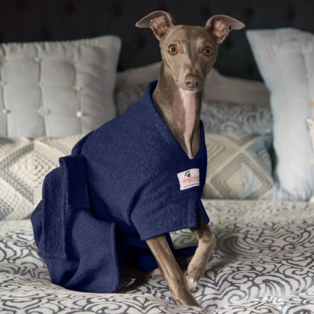 Italian Greyhound wearing a navy Original Dogrobe dog drying coat