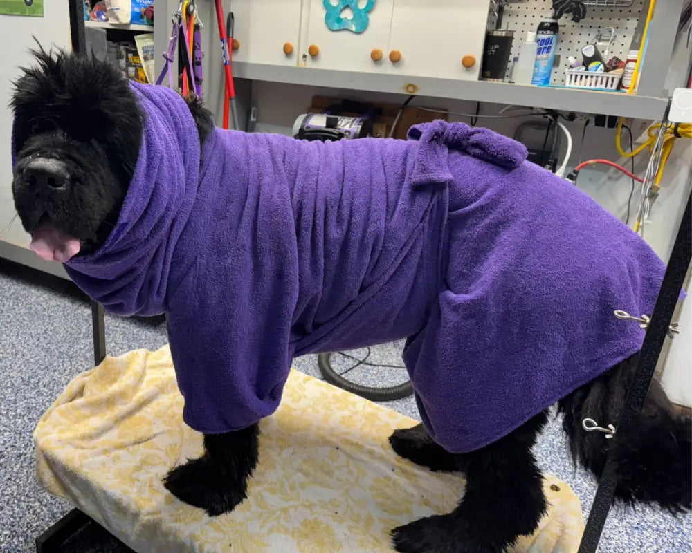 Newfoundland wearing a purple Dogrobe MAX and dog Snood standing on a grooming table