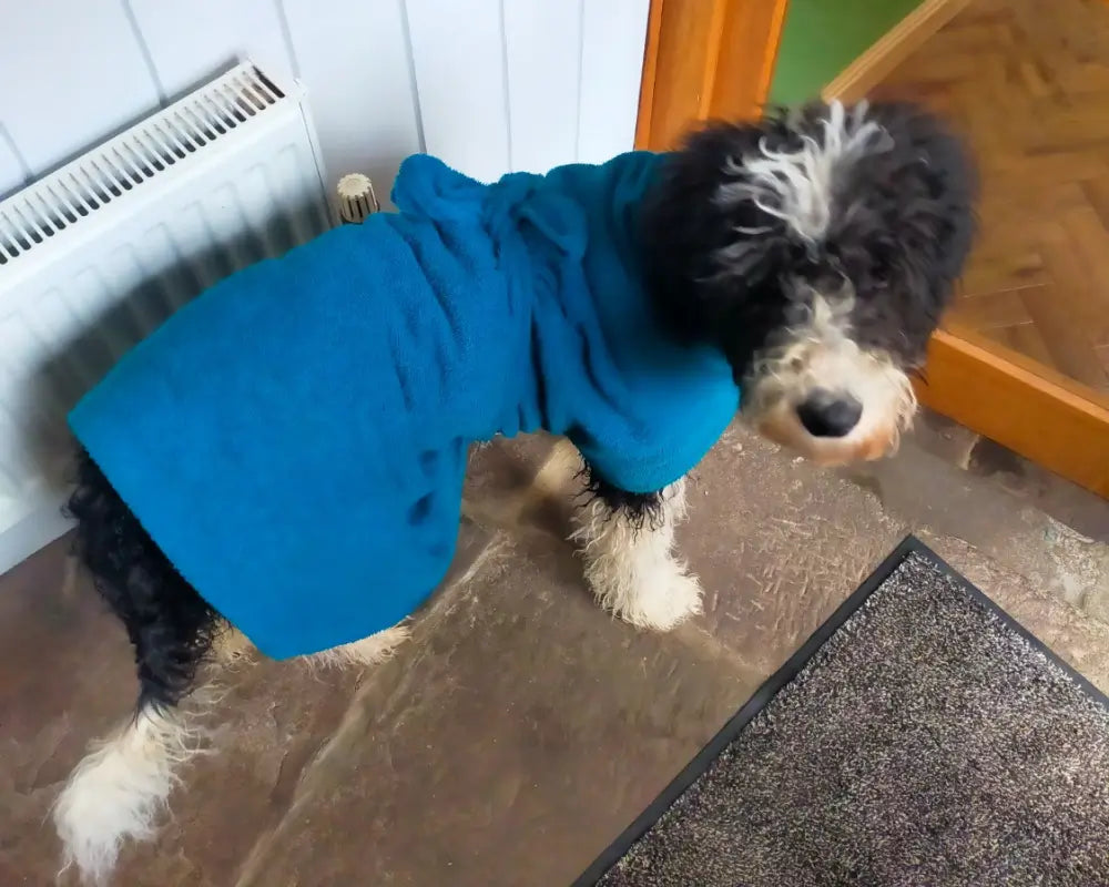 Old English Sheepdog wearing a teal Dogrobe after getting wet