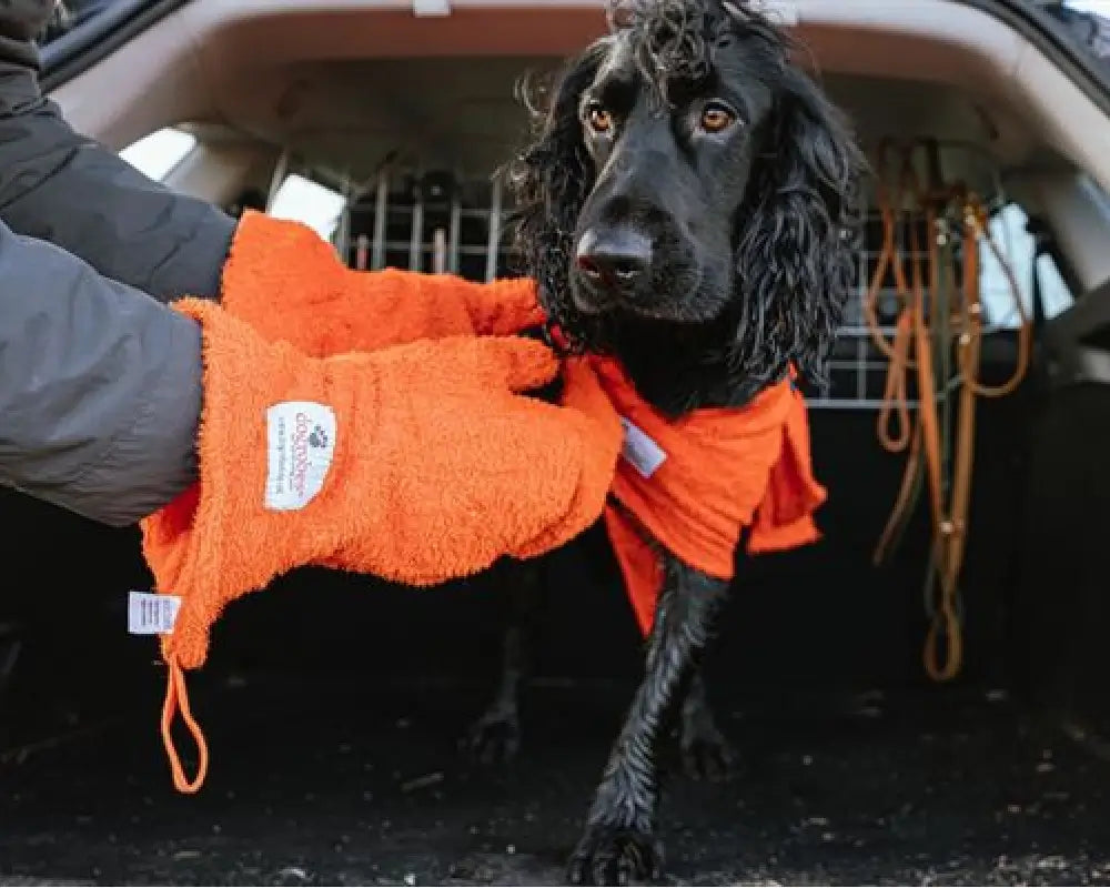 Orange Dogrobes Gauntlets drying a black Cocker Spaniel after a walk