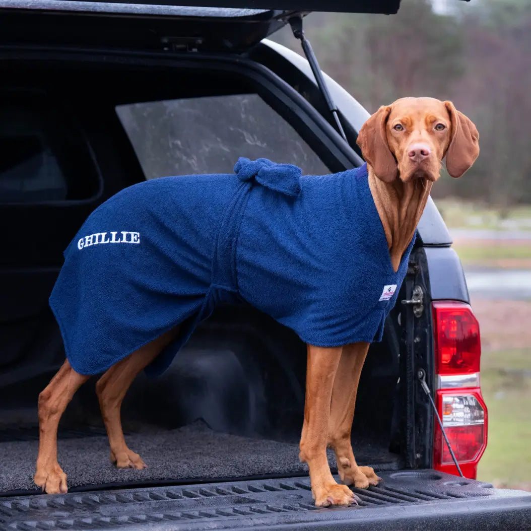 Hungarian Vizsla wearing a navy Original Dogrobe showing its streamlined fit and hindquarter coverage