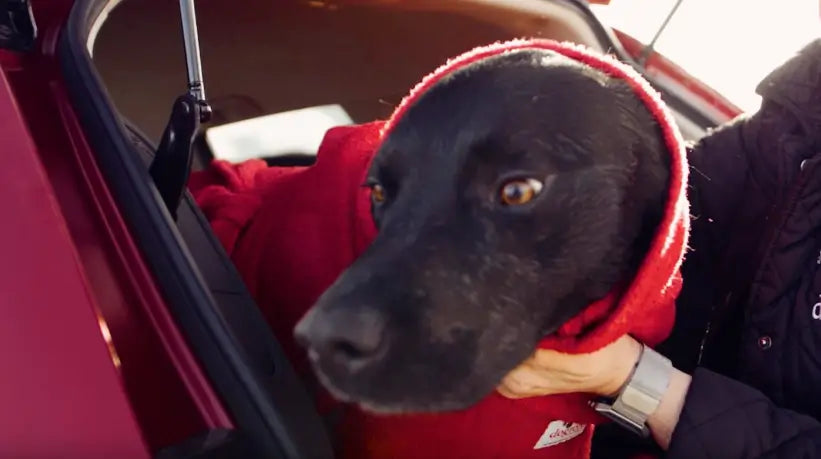 Video showing Dogrobes Red Dog Snood in use to dry the head, neck and ears of a wet black Labrador after a swim
