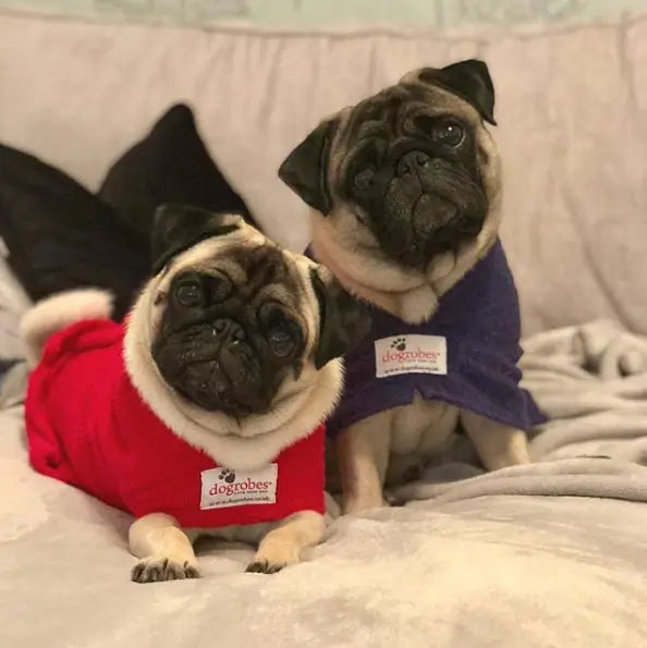 Two pugs wearing red and purple Toy Wide Neck Original Dogrobes