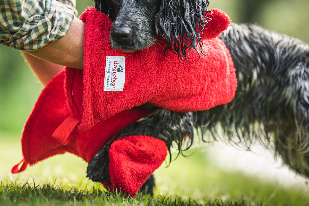 Man using Dogrobes Gauntlets red dog drying mitts to dry Cocker Spaniel’s legs and paws