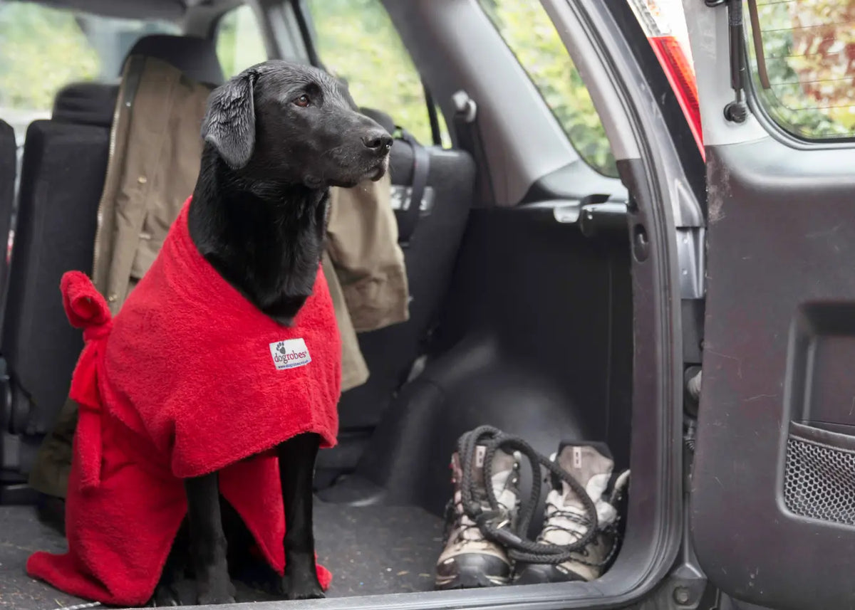 Black Labrador wearing a red Original Dogrobe in a car boot after a wet walk