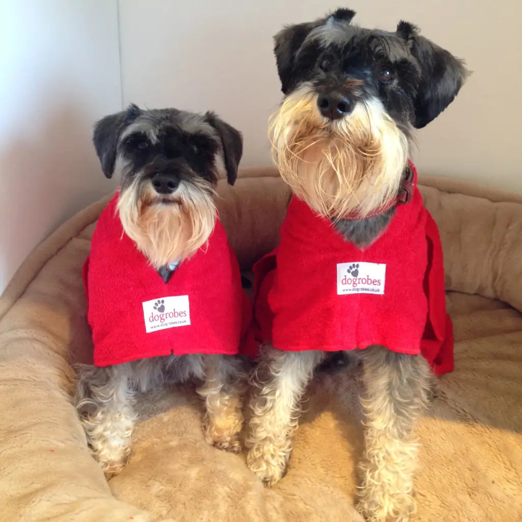 Two Miniature Schnauzers wearing red Original Dogrobes dog drying coats