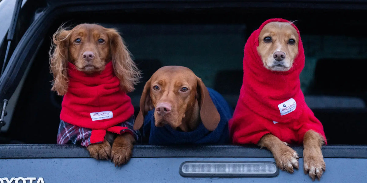 Two Cocker Spaniels and a Vizsla wearing dog Snoods as a hood and neck buff