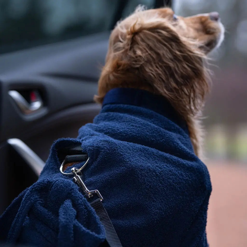 Cocker Spaniel wearing a harness and navy Dogrobe with Harness Access Opening secured and ready for car travel