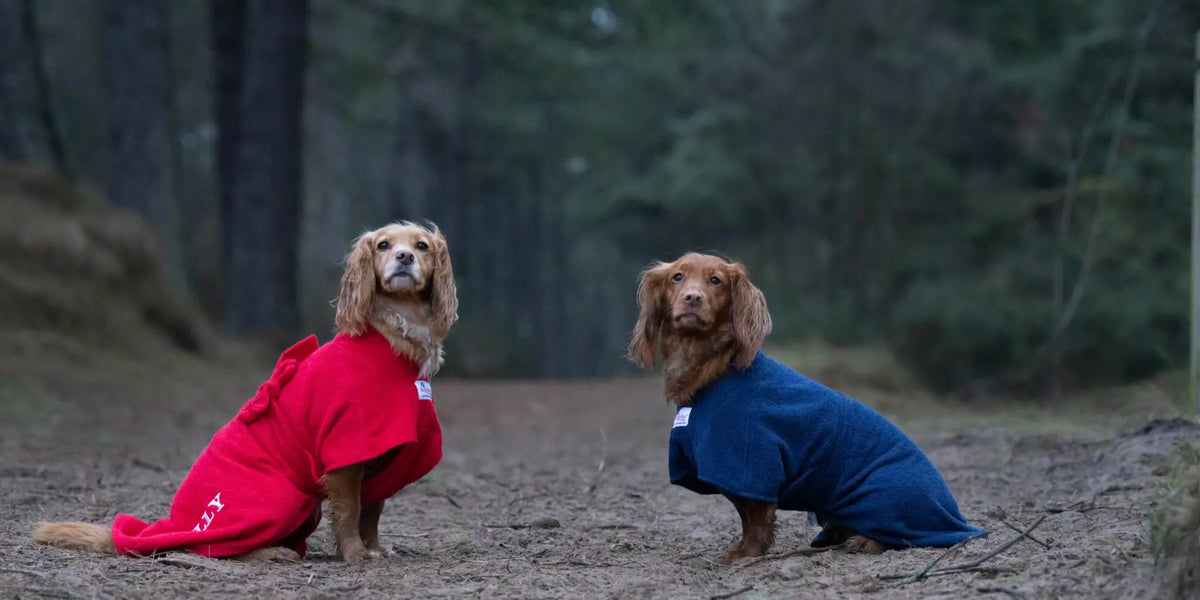 Two Cocker Spaniels wearing red and navy Dogrobe MAX dog towelling robes after a forest walk