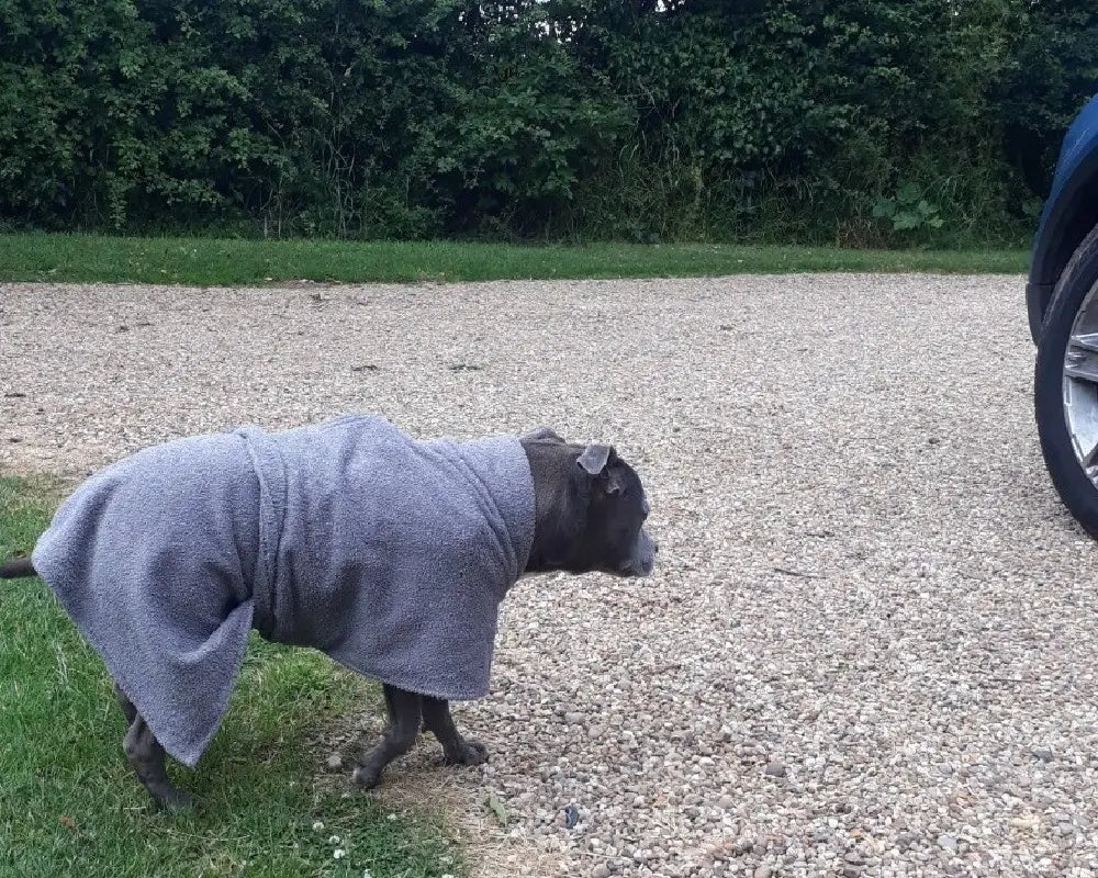 Staffordshire Bull Terrier wearing a grey Dogrobe with a Harness Access Opening walking towards a car