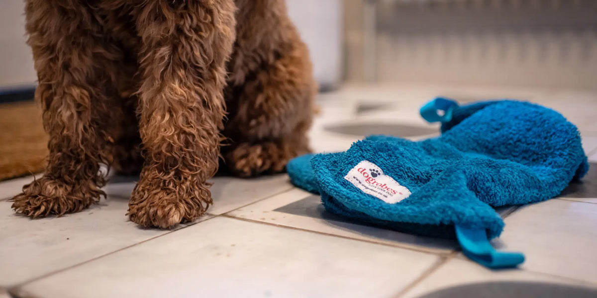 Wet Cockapoo sitting on floor beside Dogrobes teal dog drying mitts