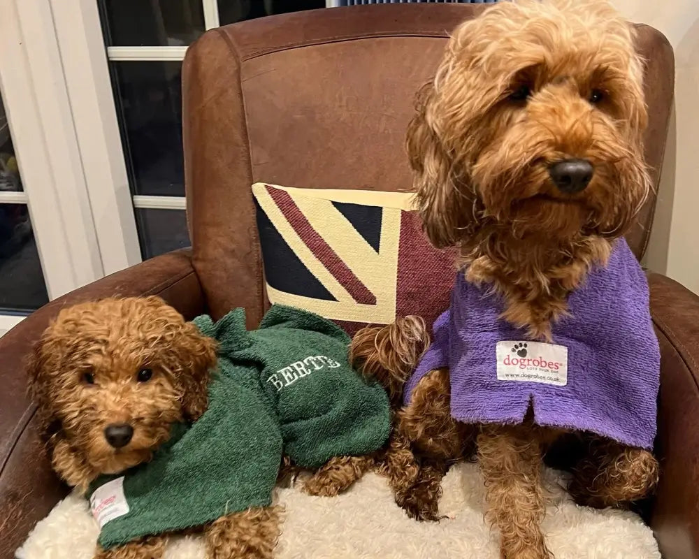 Two Cockapoos wearing personalised Dogrobes including a green Dogrobe embroidered with the name Bertie