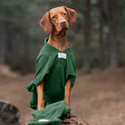 Vizsla wearing a green Dogrobe MAX dog towel coat, showing the chest panel with matching Gauntlets in front