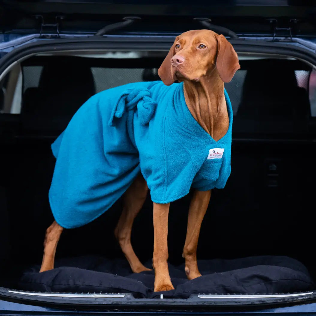 Vizsla wearing a teal Dogrobe MAX dog drying coat while standing in a car boot
