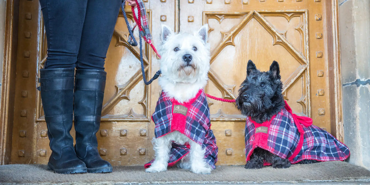 Westie and Scottie wearing Dogrobes Exclusive Tartan Dogrobes sitting on the steps of a Scottish castle