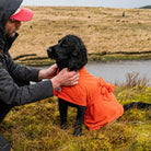 Wet Cocker Spaniel wearing an orange Original dog drying coat beside his owner