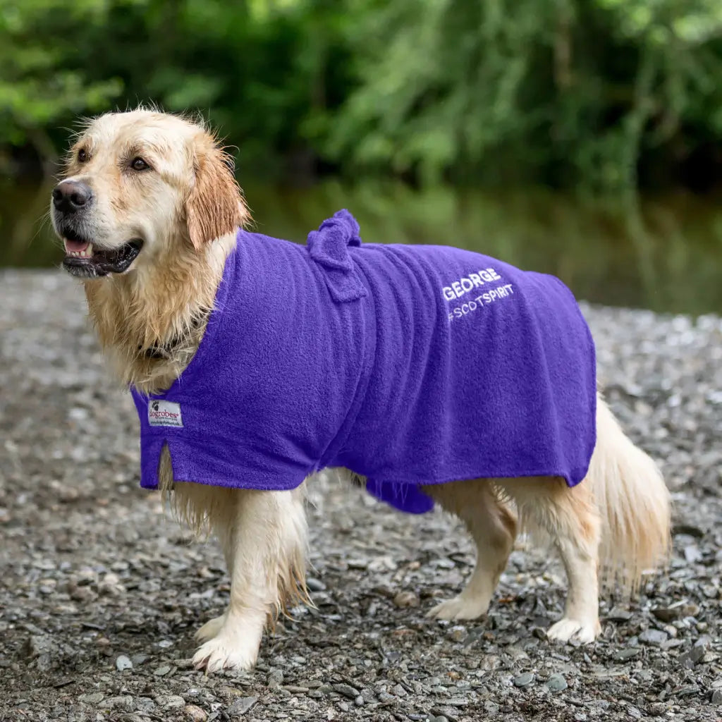 Wet Golden Retriever wearing a personalised purple Original dog towelling coat embroidered with George Scotspirit