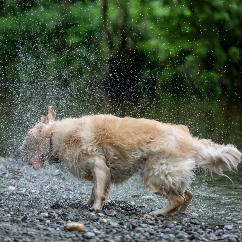 Wet Golden Retriever shaking water off after a swim with wet spray showing all around the dog