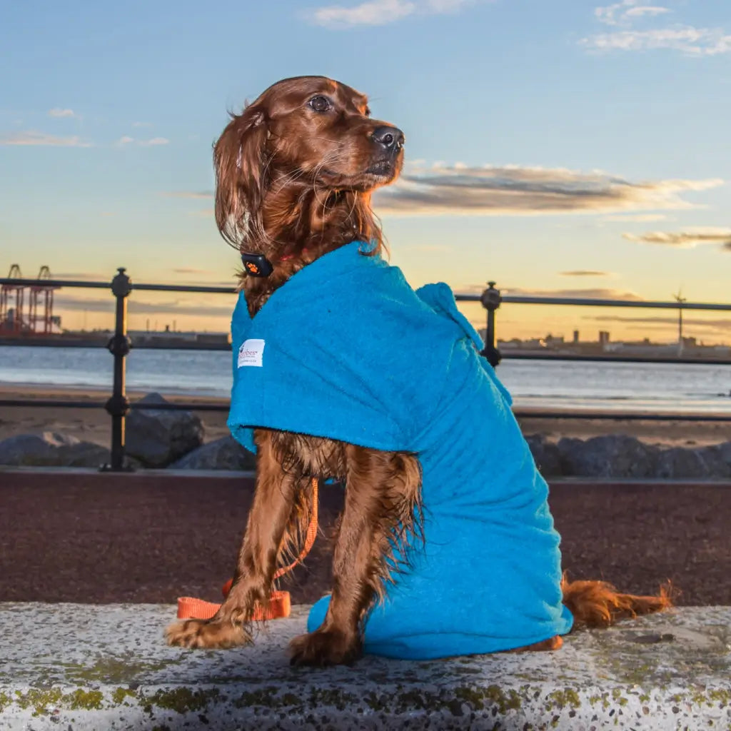 Wet Irish Setter wearing a teal Original dog dry robe beside the water at sunset