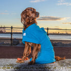 Wet Irish Setter wearing a teal Original dog dry robe beside the water at sunset