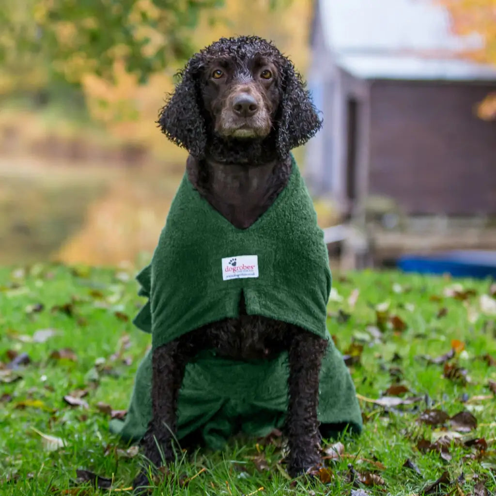 Wet Irish Water Spaniel wearing a green Original dog drying robe outdoors