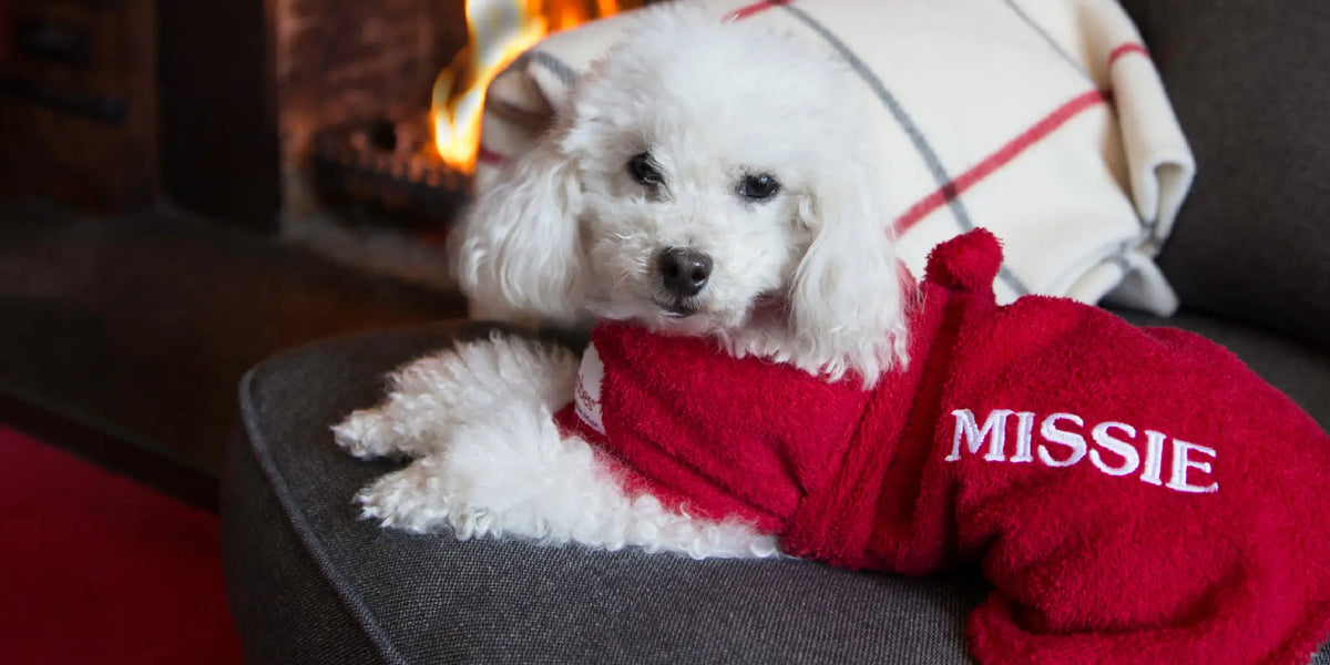 White Toy Poodle relaxing in a personalised red dog drying robe by a fireplace