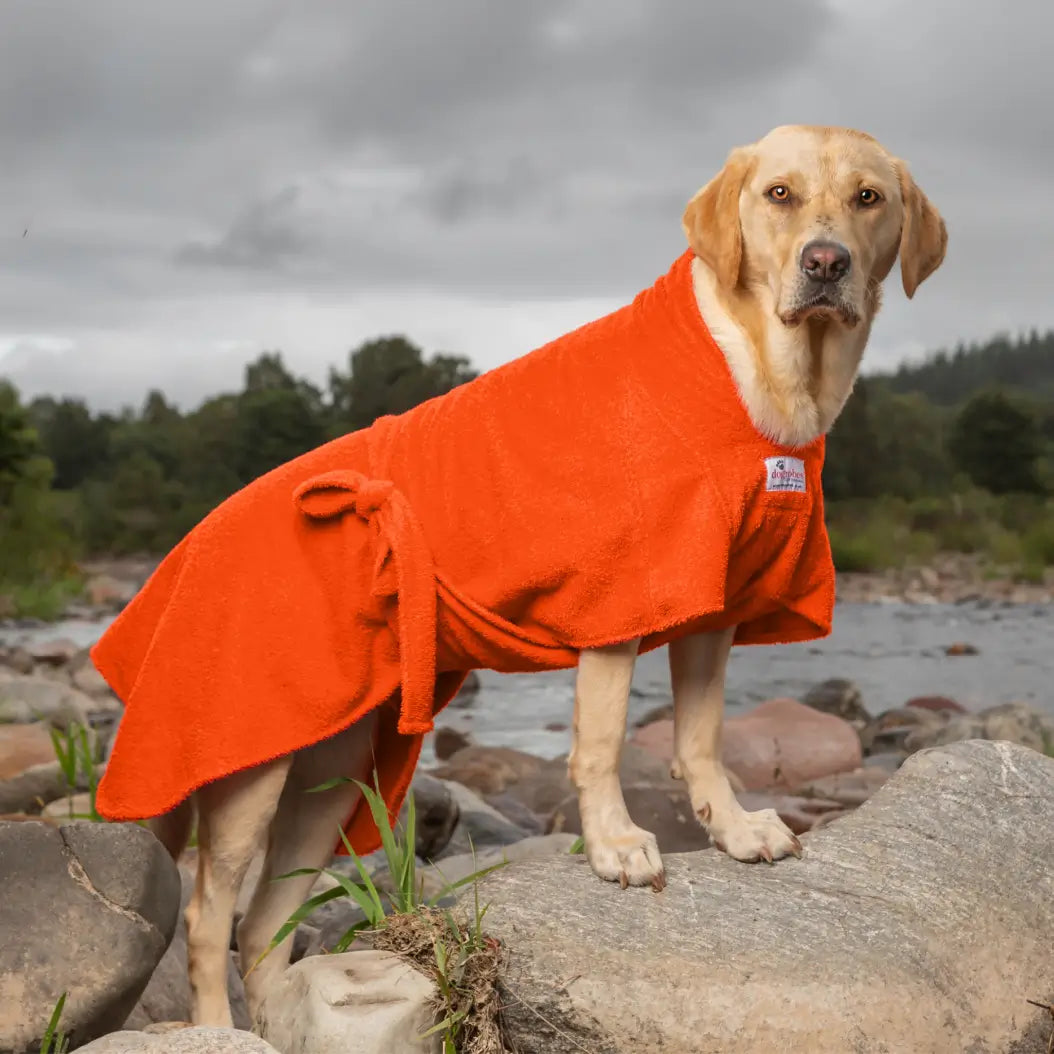 Yellow Labrador wearing an orange Dogrobe MAX dog drying robe beside a river