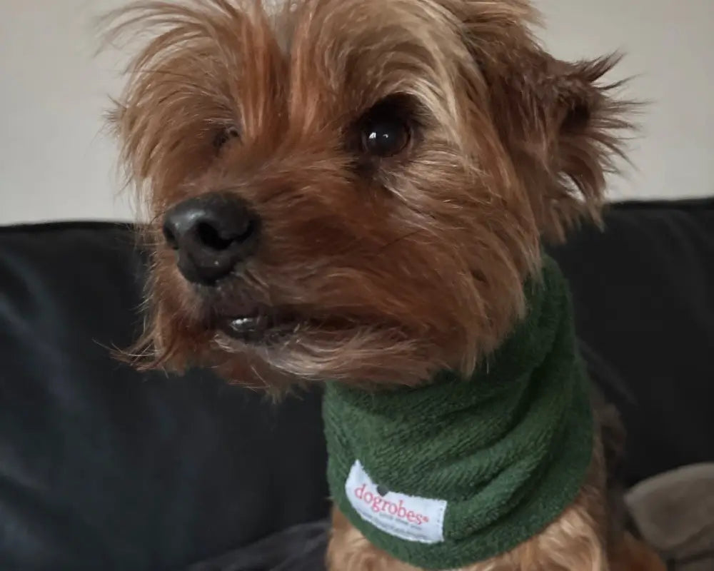 Yorkshire Terrier wearing a green Dogrobes Snood