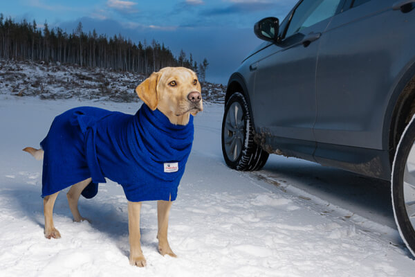Labrador wearing a cobalt blue dog drying coat and Snood from Dogrobes UK. Lab is standing in the snow next to car.