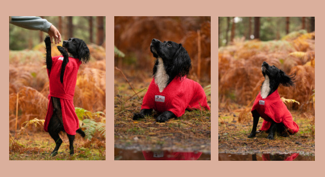 Active dog wearing a red Dogrobe MAX in the forest after a wet walk
