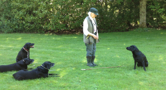 Ann Playle, inventor of the very first dog drying coat by Dogrobes with her beloved black Labradors.