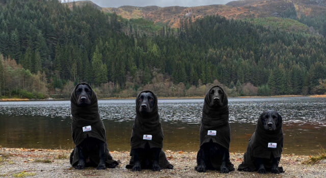 Black drying coats for Spaniels, modelled by Cocker Squad, wearing black dog drying coats and dog Snoods.