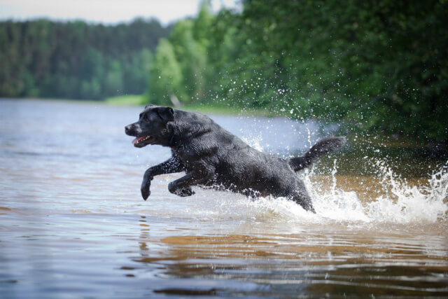 Black Labrador jumping into a river on a wet walk, enjoying unrestricted outdoor play