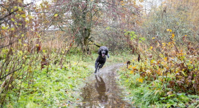 Black Poodle running through woods about to run through a big muddy puddle