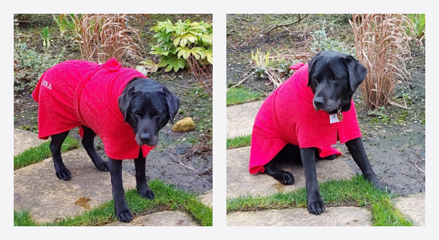 Photo of the gorgeous Lorna, a black lab wearing her red dog drying coat with her name on it