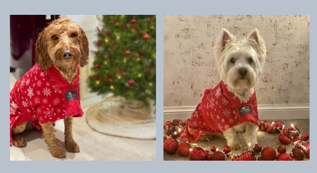 Cockapoo and Westie wearing Red Snowflakes Dogrobe next to Christmas tree and Christmas baubles
