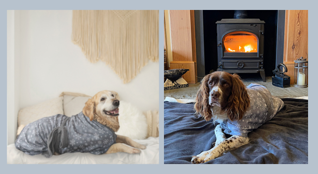 Golden Retriever and Springer Spaniel wearing Red Snowflakes Dogrobes