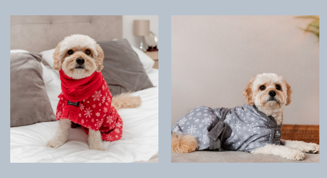 Cockapoo wearing Red Snowflakes Dogrobe on bed and wearing Grey Snowflakes Dogrobe on sofa