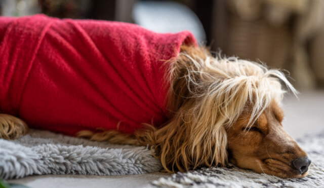 dog resting after walk wearing red dog drying coat indoors