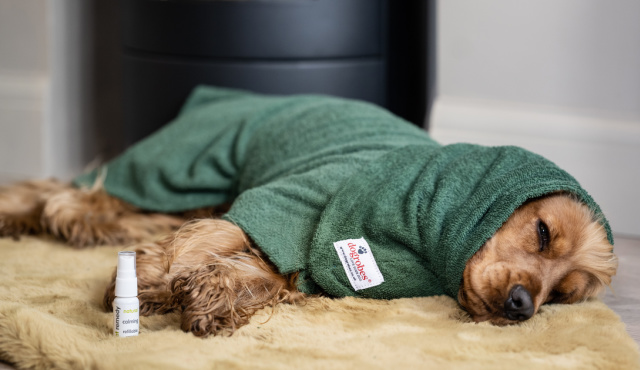 Cocker Spaniel wearing green dog towelling robe and dog snood lying on cosy rug with Pet Remedy mini calming spray Cocker Spaniel wearing green dog towelling robe and dog snood lying on cosy rug with Pet Remedy mini calming spray