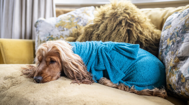 Cocker Spaniel resting on sofa after walk wearing teal dog drying coat indoors