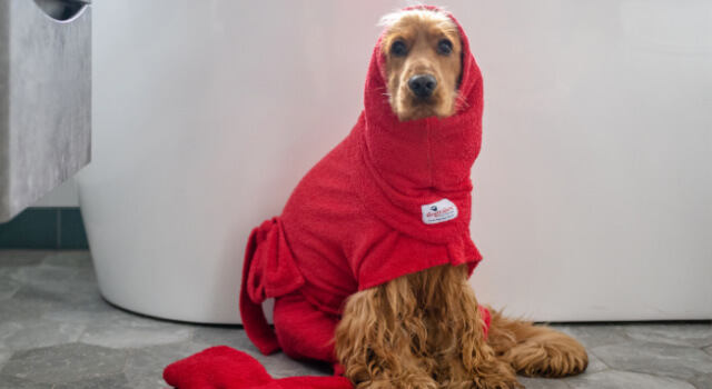 Cocker Spaniel sitting next to bath, wearing red dressing gown and dog Snood by Dogrobes. Red dog drying mitts on floor.