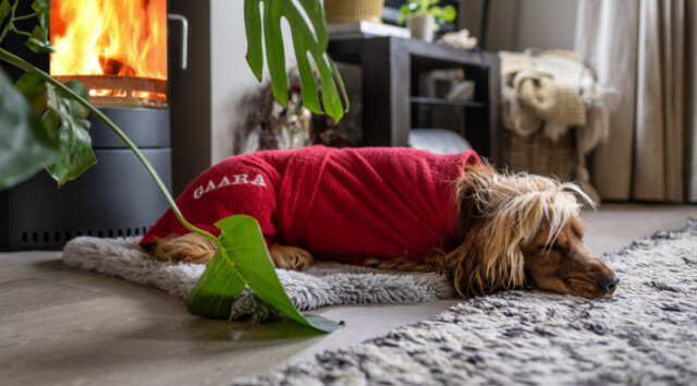 Spaniel resting by fire after walk wearing red dog drying coat indoors