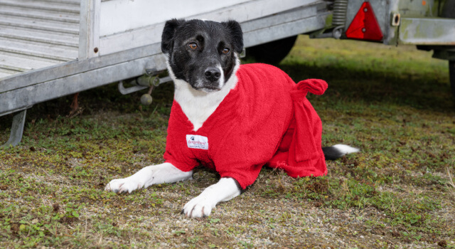 Collie stretched out on grass next to farm trailer wearing new red Dogrobe MAX with shoulder inserts for maximum movement.