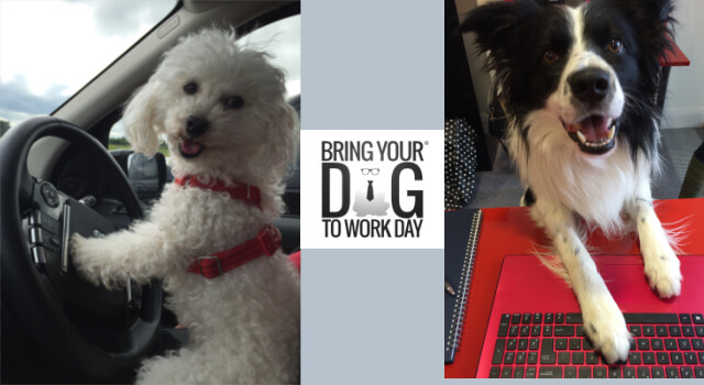 1.	Toy Poodle Missie driving a car and Collie Jake at the laptop helping Dogrobes support Bring Your Dog To Work Day. 